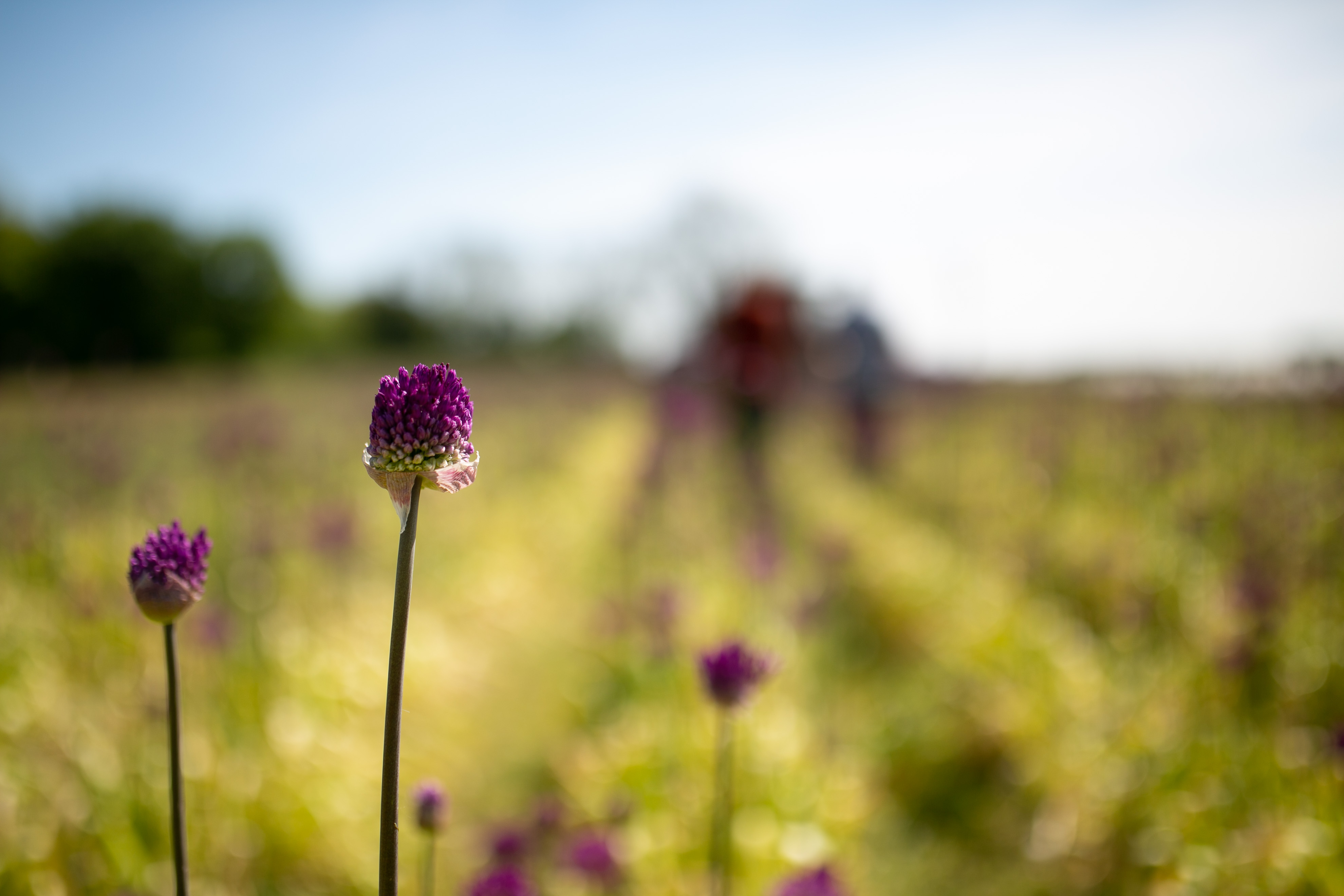 Fresh Flowers Subscription Service Freddie’s Flowers UK