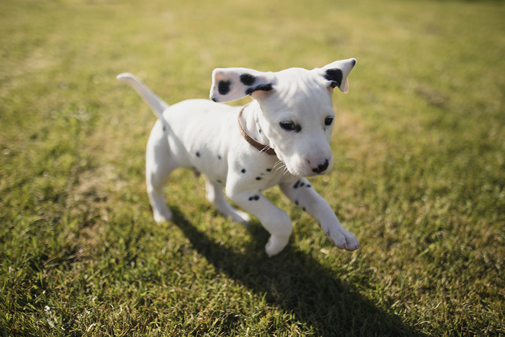 Having a hard time potty cheap training my puppy