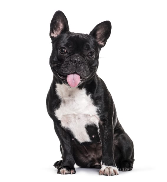 French Bulldogs with Skin Allergies - Nom Nom