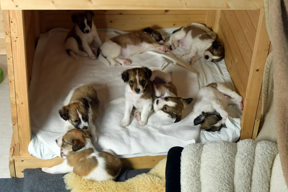 whelpingbox (1).webp