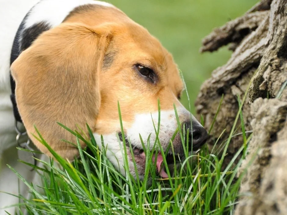Beagle puppy licking grass blades near a tree stump illustrating how dogs make contact with lawn fertilizer residue
