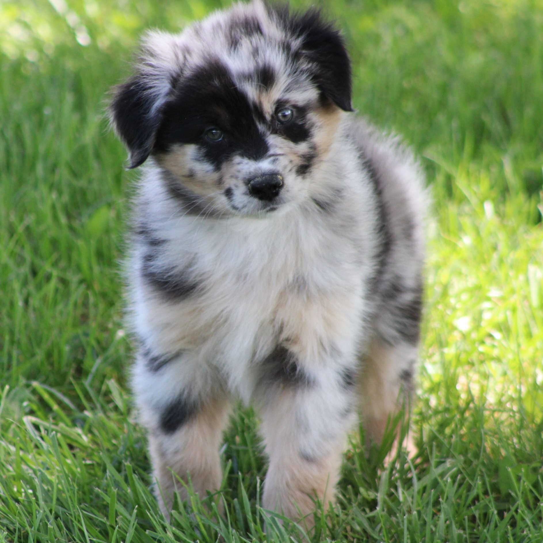 Miniature American Shepherd Puppies For Sale In Ohio, image size:1887x1887