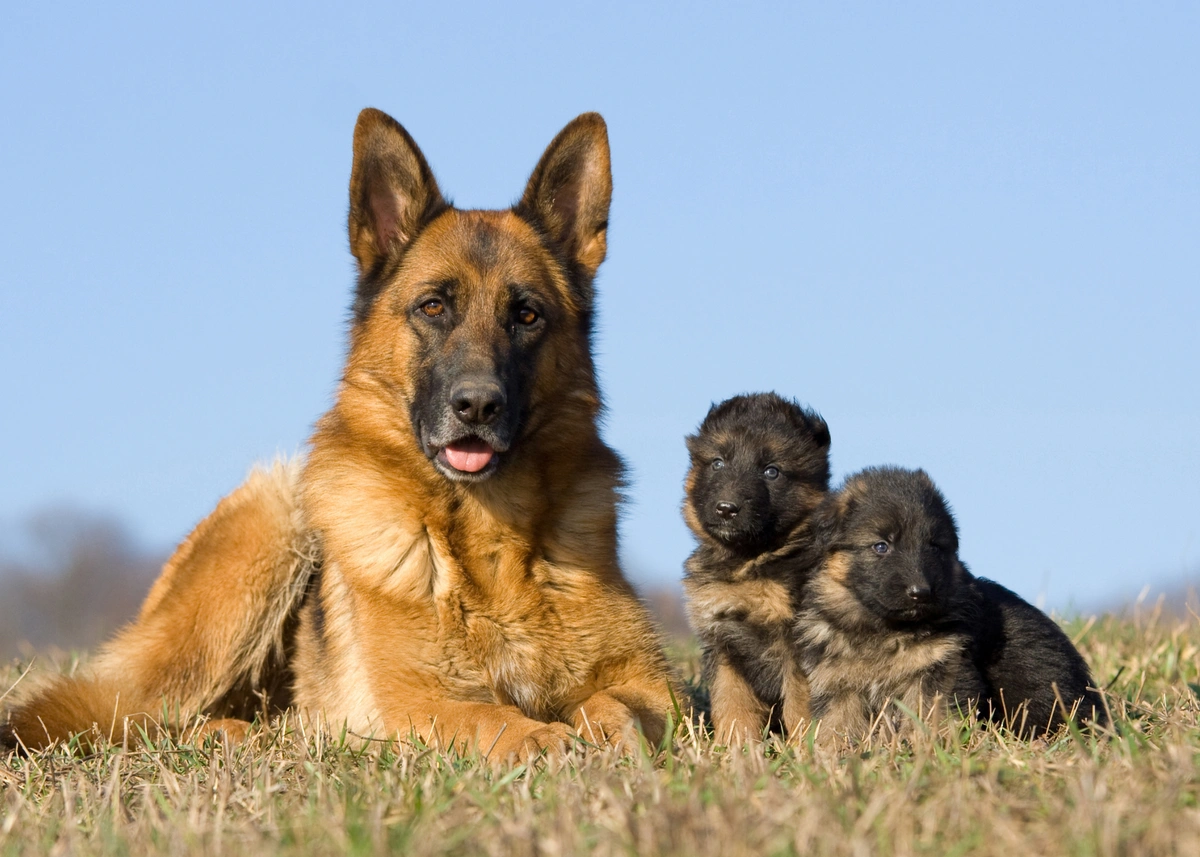 German Shepherd mom with her 2 puppies