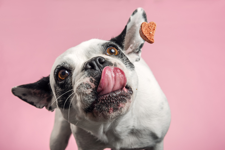 Can Dogs Eat Butter? Is Butter Safe For Dogs? - DogTime