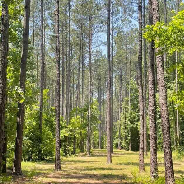 A disc golf fairway of through many skinny pines on a sunny day