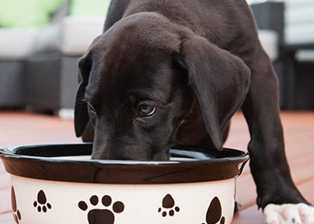 Can 6 Week Old Puppies Eat Dry Food Online