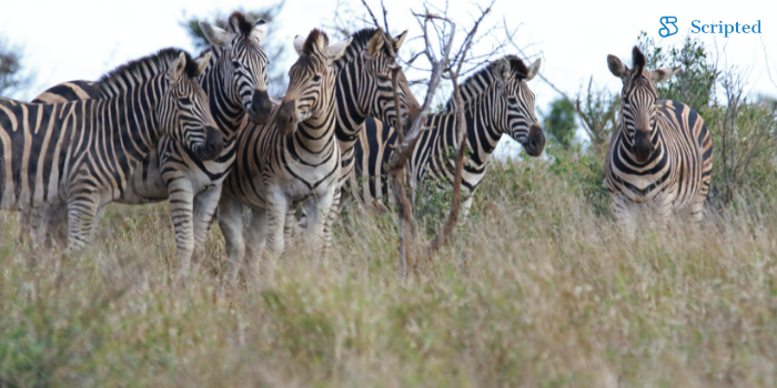  Kruger Park, South Africa