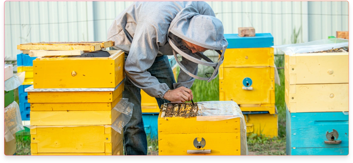 A beekeeper is working among hives