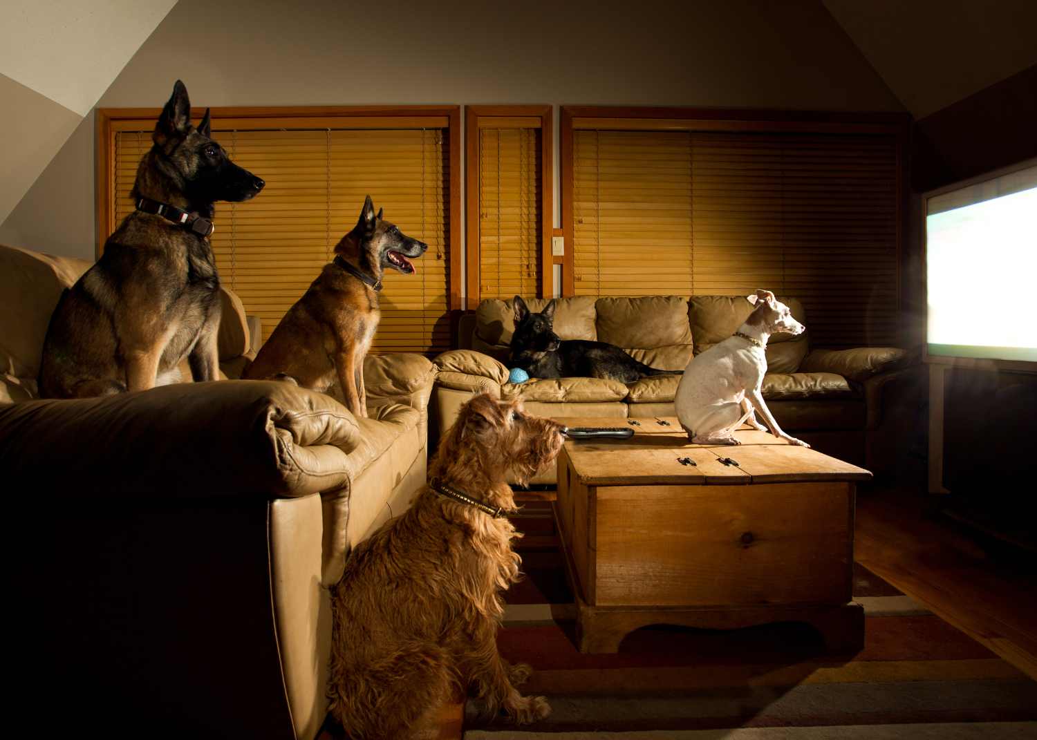 Various dogs sitting on a couch and watching a TV screen