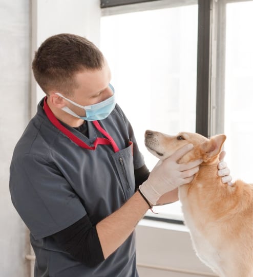 do dogs need check ups