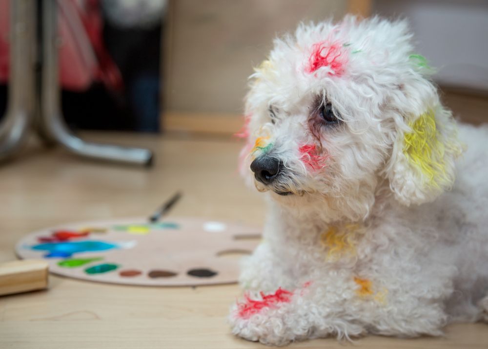 A little white dog is covered in non-toxic pet-safe paint splotches next to a color palette