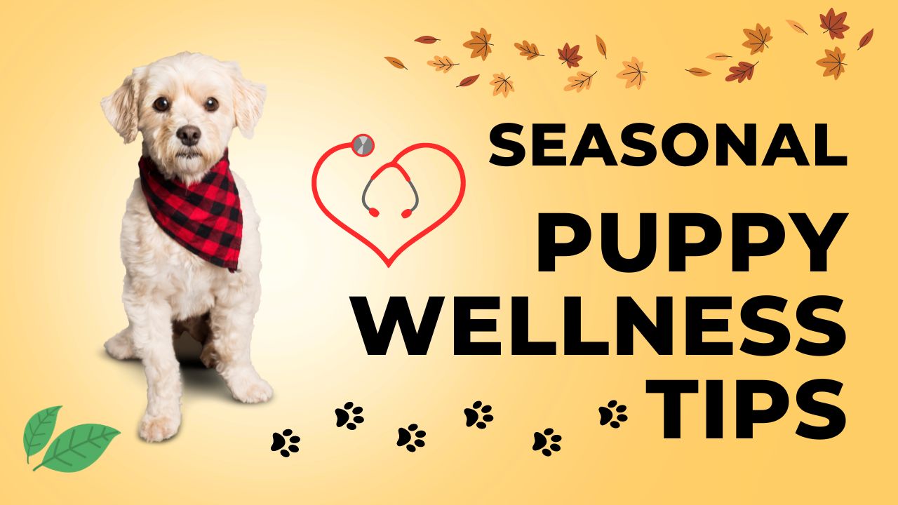 a dog wearing a bandana and a banner that says Seasonal puppy wellness tips