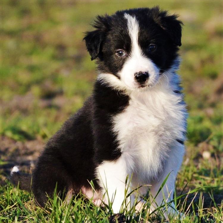 What Are the Best Companion Dog Breeds? PuppySpot