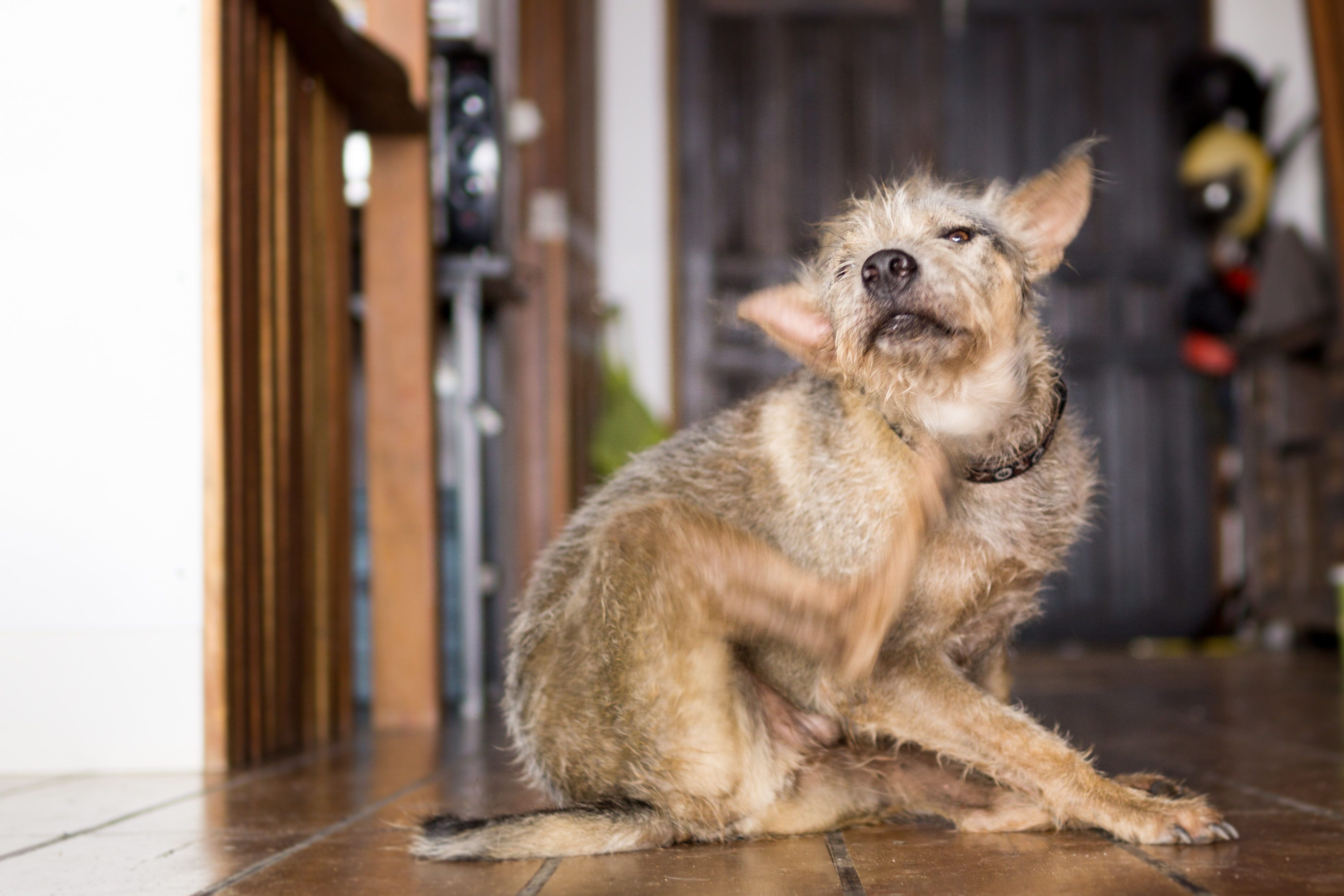 how can i treat my dogs skin allergies