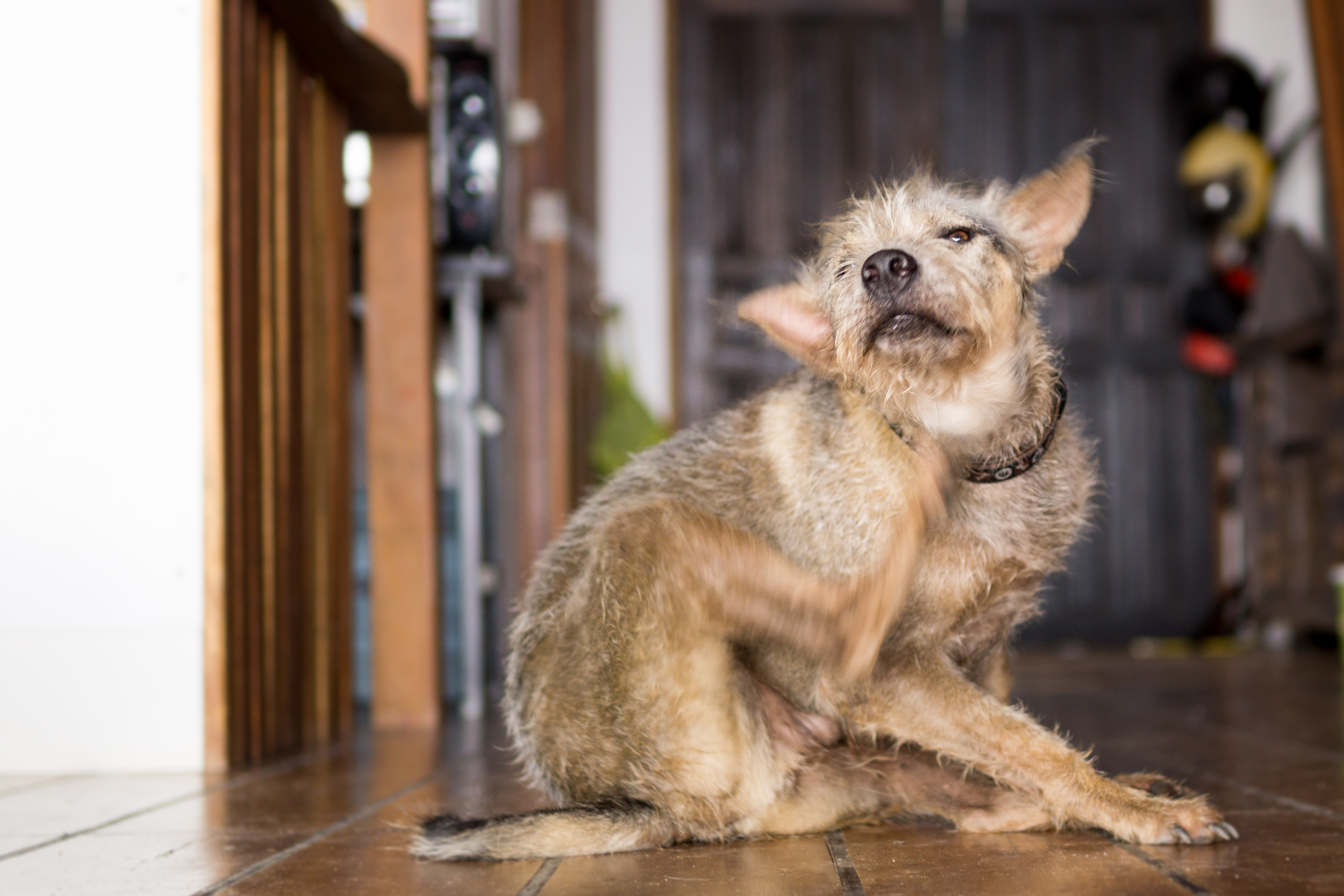 how to treat dog rash