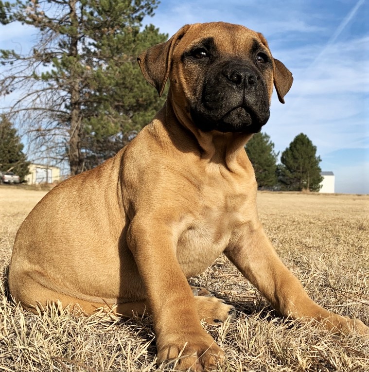 What Are the Best Companion Dog Breeds? PuppySpot