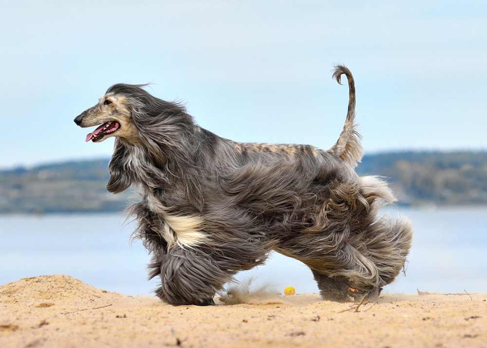 An Afghan hound races to the left alongside a mountainous lake