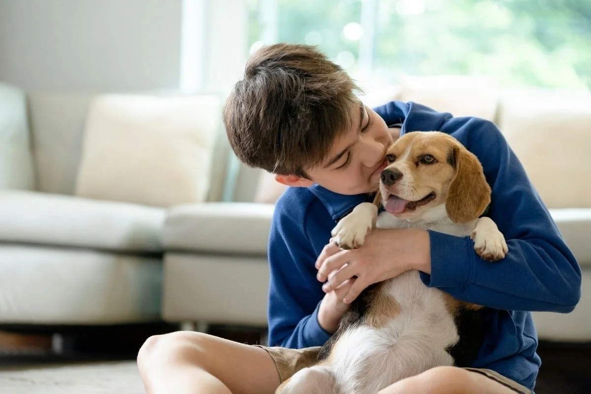 Teenager in a blue sweater sitting on the floor and snuggling a beagle puppy