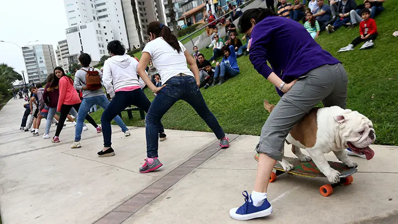 Otto-skateboarding-bulldog_tcm25-4758...