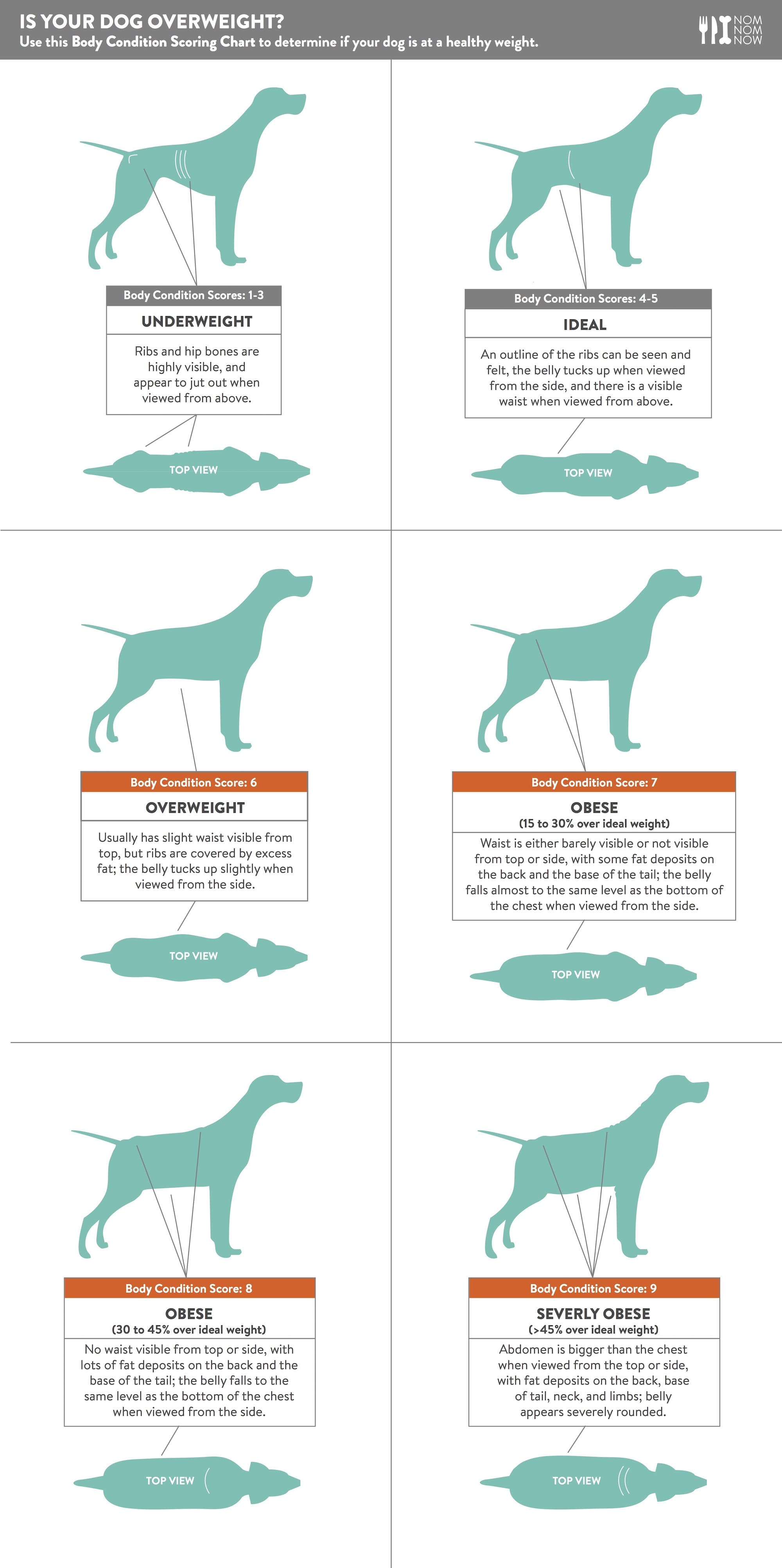 How Much Should You Feed Your Dog? [+ Canine BCS Chart]