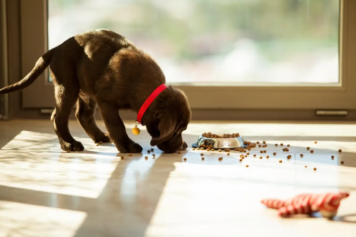 A chocolate Labrador Retriever puppy eats spilled puppy kibble on a hardwood floor in a stream of sunshine.