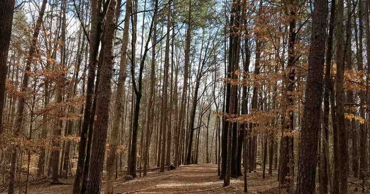 A tightly wooded disc golf fairway in winter woods