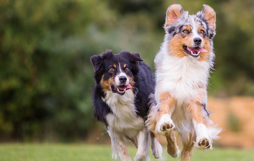 Australian Shepherds with Skin Allergies Nom Nom