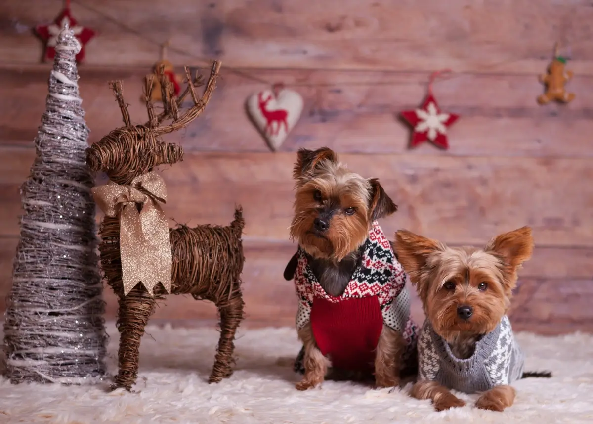 2 Yorkshire puppies dressed up in Christmas outfits