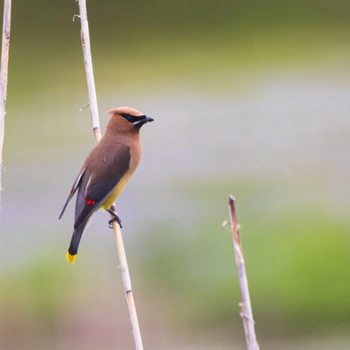 Alabama Birds Cedar Waxwing