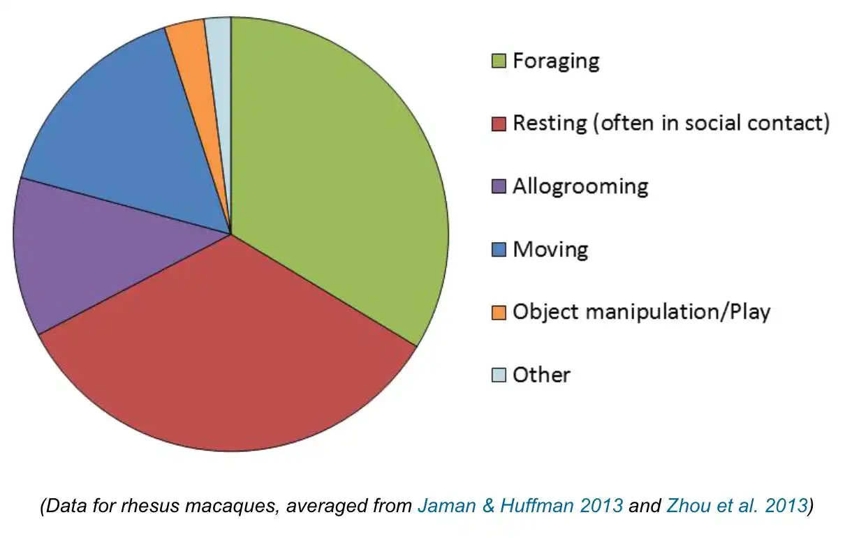 Activity budget showing how wild Rhesus macaques spend their day.
