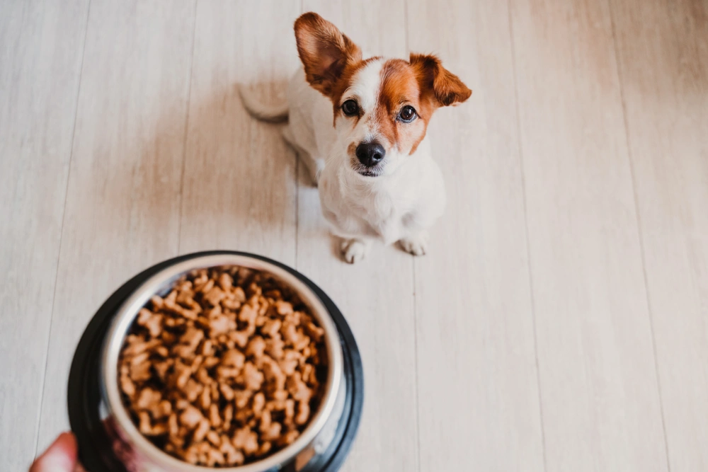 dog looking up at owner holding bowl of food