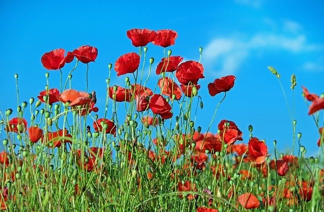 Field of Red Poppies