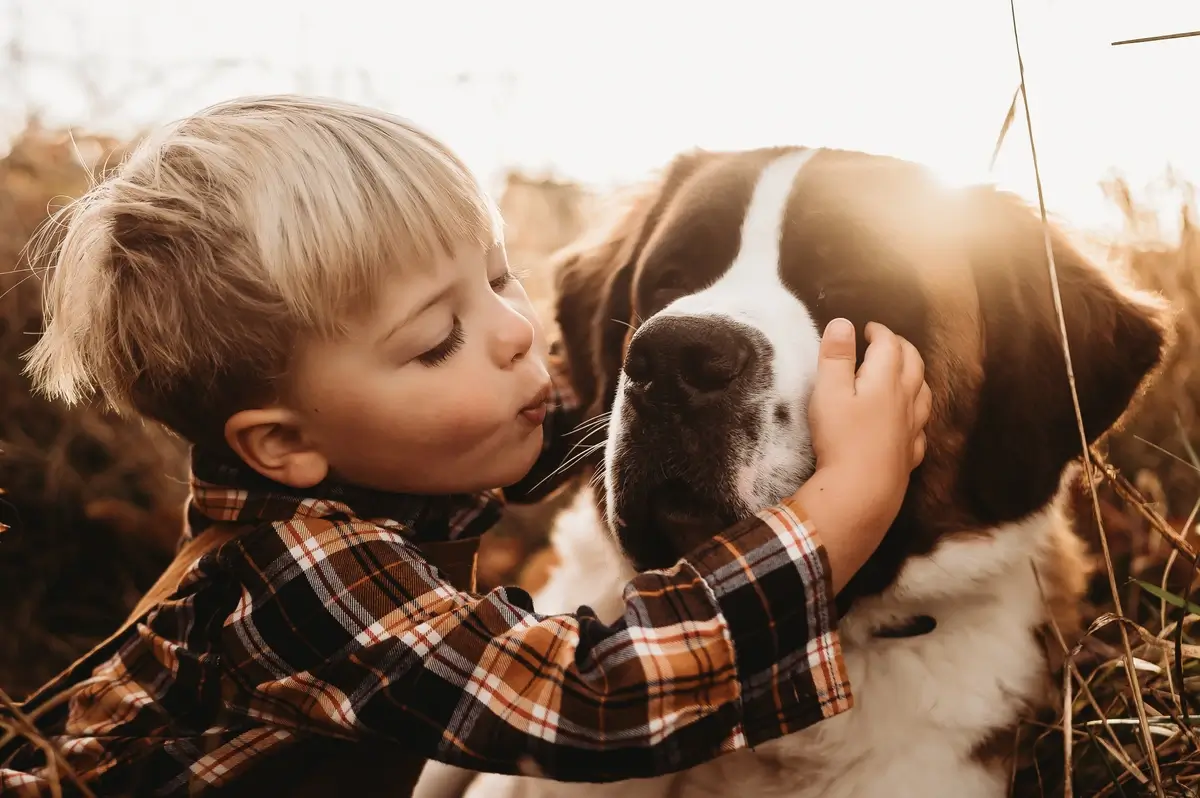 A boy in a plaid shirt hugs a Saint Bernard dog