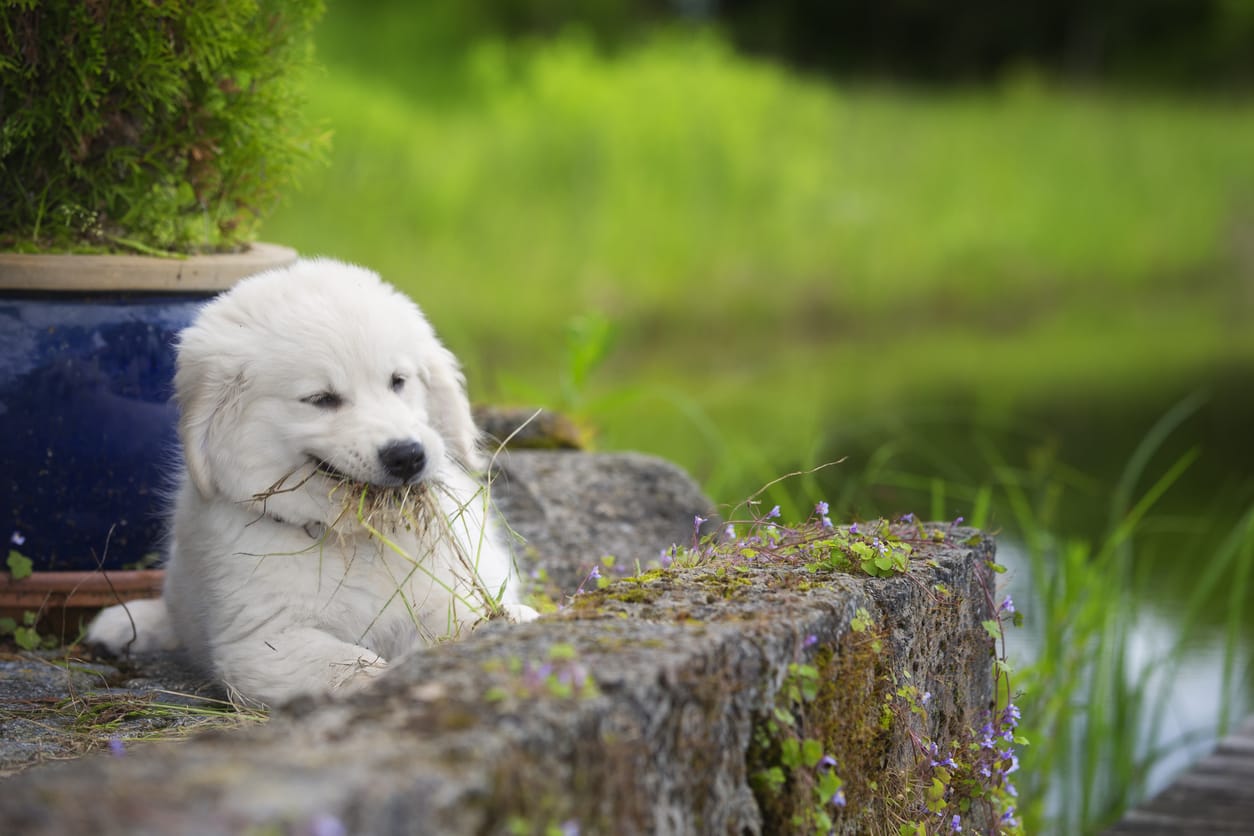 Does grass calm a best sale dog's stomach