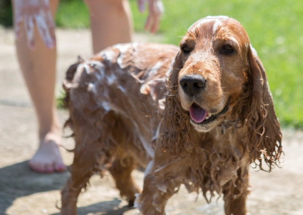 cockerspanielbath.webp