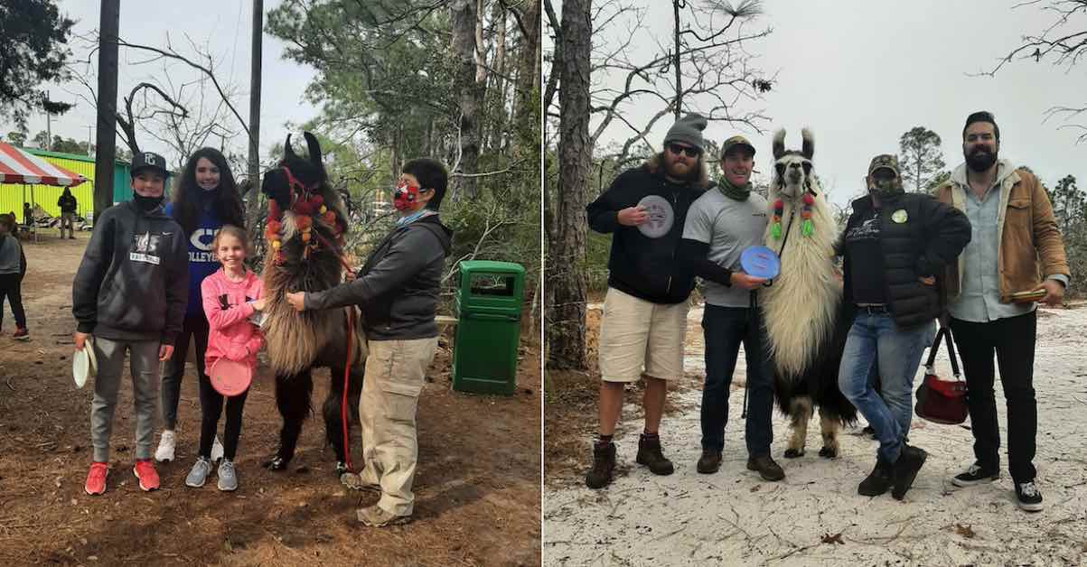 Two photos, both featuring groups of people posing with llamas in the center