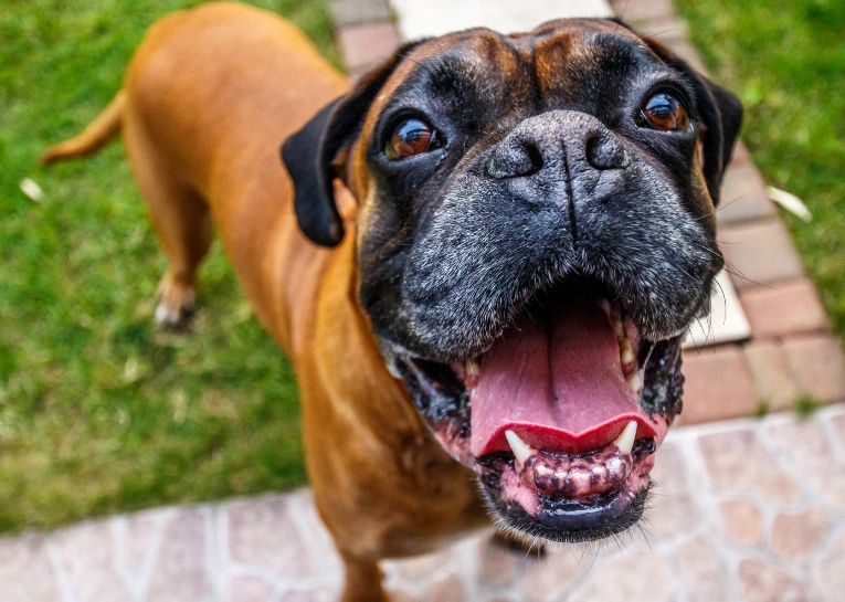 happyboxer.webp