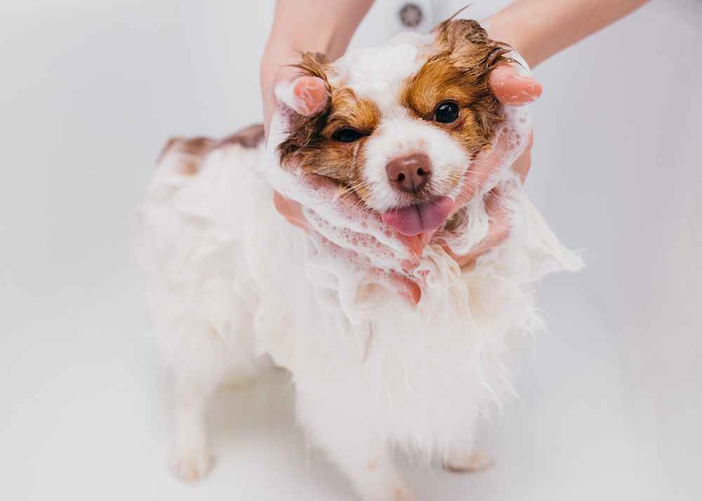 happydoginbath.jpg