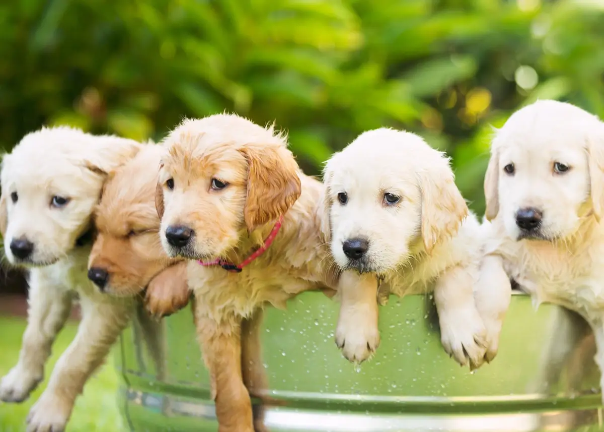 goldenpuppieswashtub (1).webp