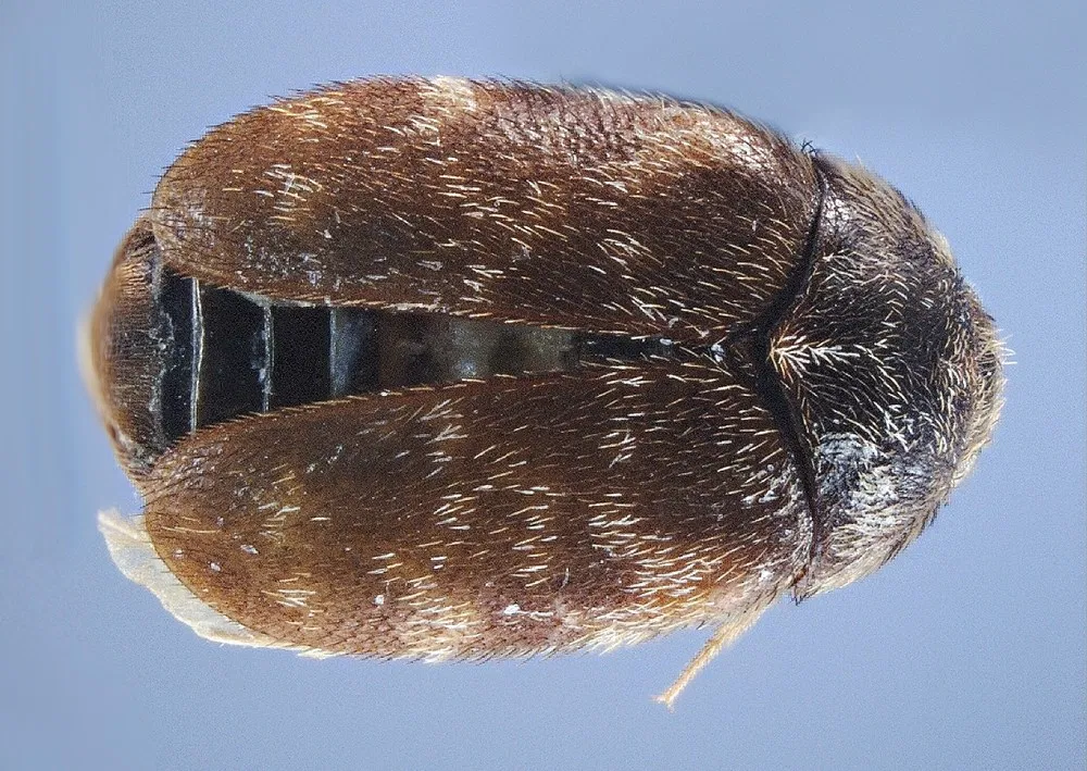 Khapra Beetle Australia Mitigating Risks