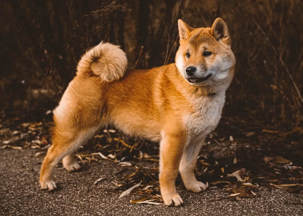 shibastandard (1).webp