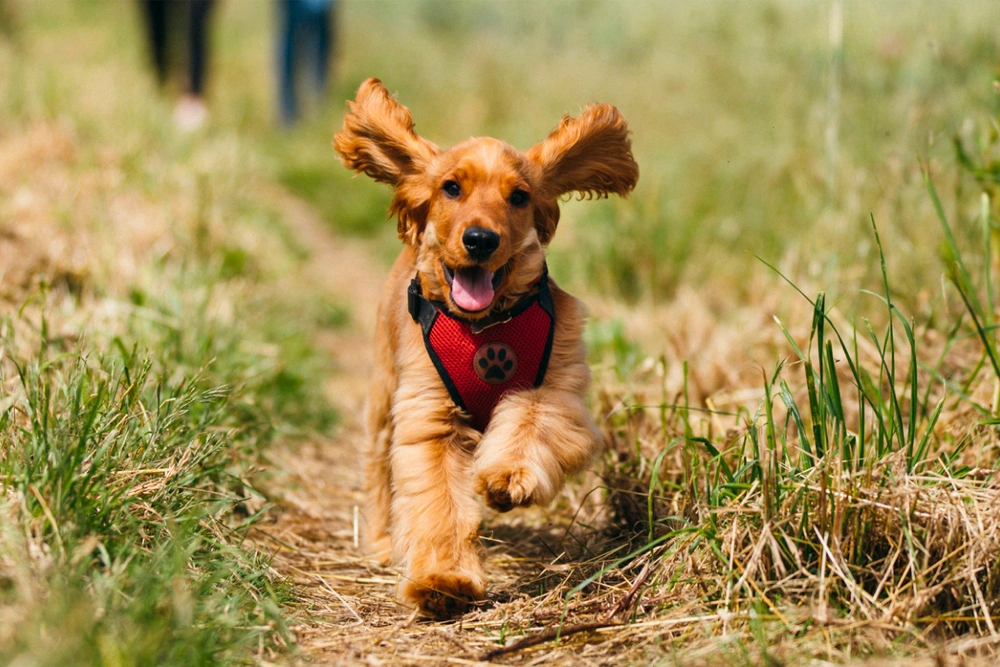 Worried About Keeping Your Pet Cool This Summer? This Is A Must Try Pupsicle  Recipe