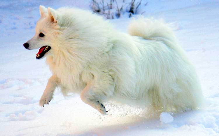 American-Eskimo-Spitz.jpeg
