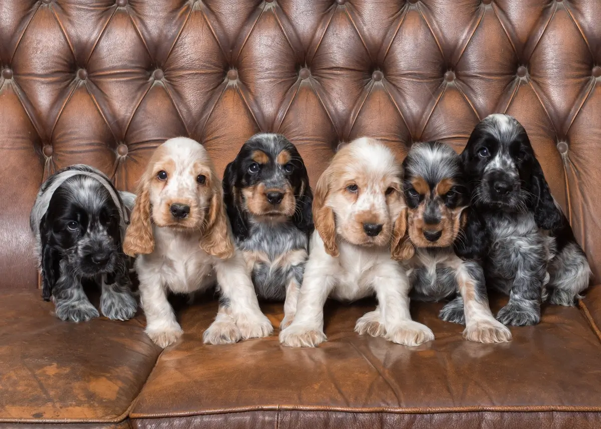 a variety of 6 different-colored Cocker Spaniel puppies sit on a leather couch in a row