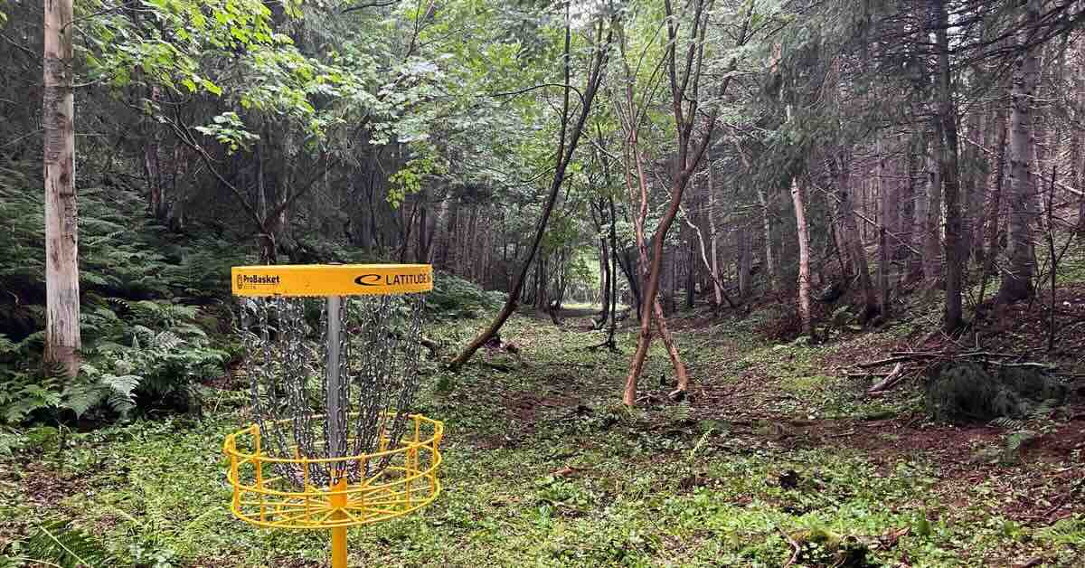 Basket in a densely forested area