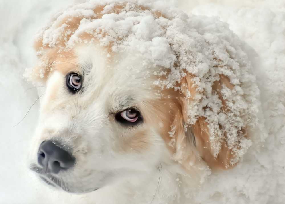 greatpyreneessnow.jpg
