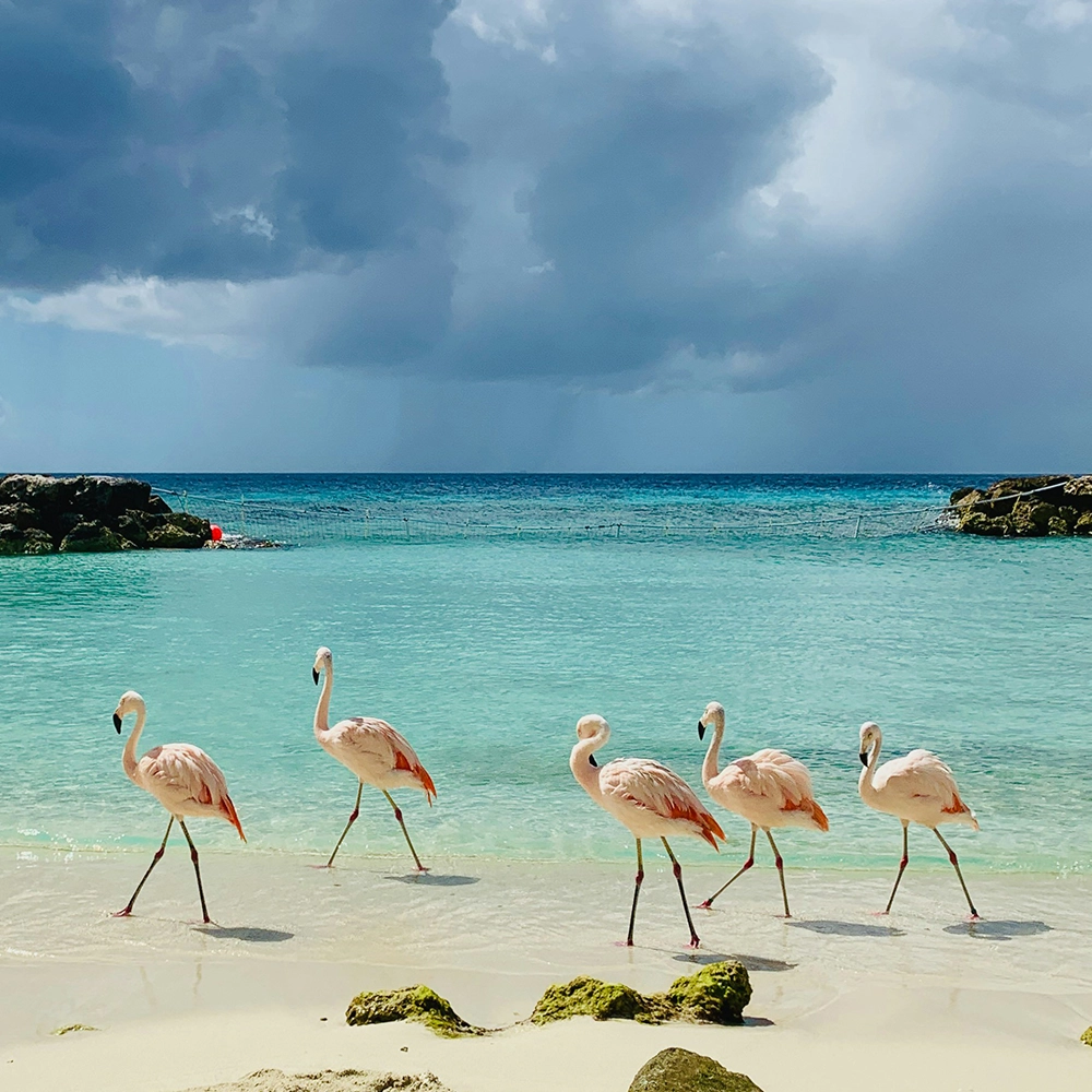Flamingos walking on a beach in Aruba.