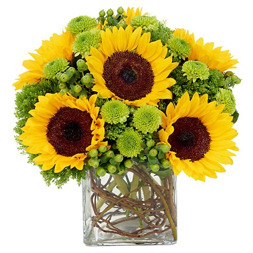 Modern sunflowers and green mums flower bouquet with vines and glass vase