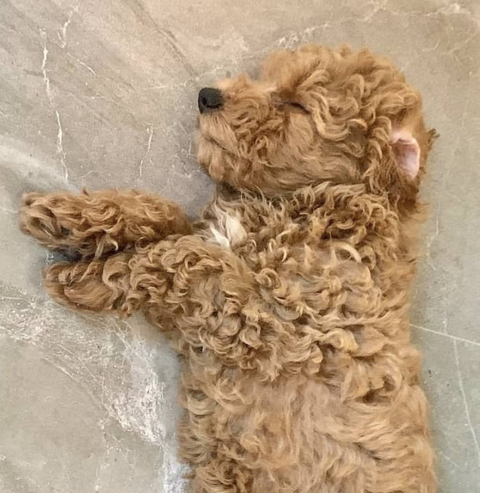 sleeping poodle puppy Chicken