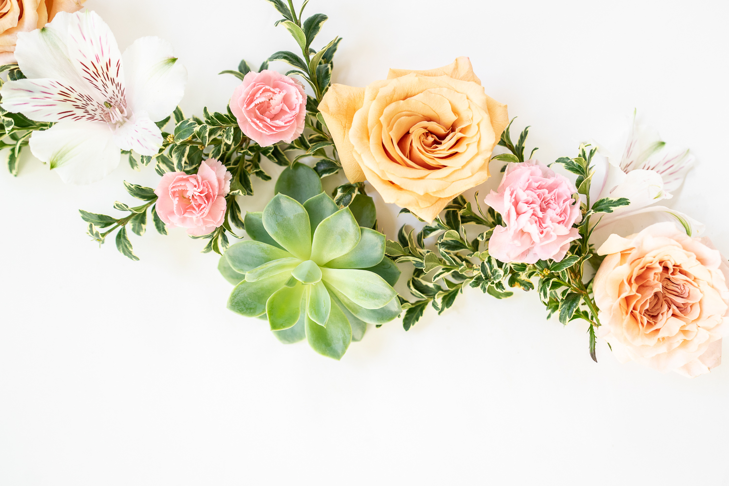 Spring Carnations and a Succulent